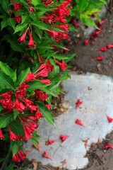 Vibrant closeup shot of a flowering plant with delicate red petals and bright green foliage