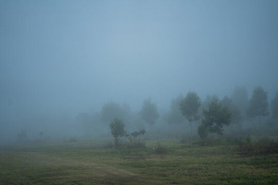 Hawaiian Acacia Koa Tree Forest