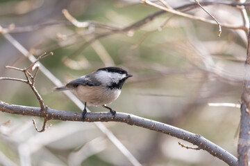 A coal tit bird perched on a branch in a tree looks to the right side of the image, with a blurred background.