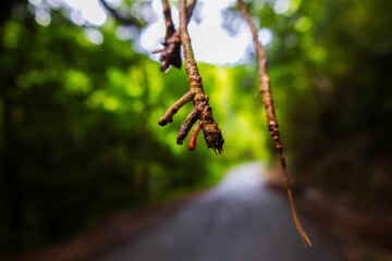 a dirt road with dead plants hanging from it's sides