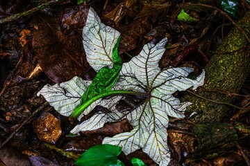 leaves that are on the ground in the dirt and plants