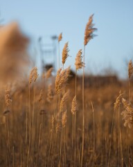 Selective focus shot of a dry reeds in the foreground with a grassy field in the backdrop