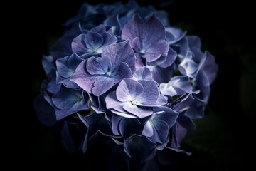 A close-up shot of a French hydrangea in a dark