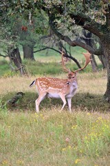 European fallow deer (Dama dama) with impressive antlers in a lush grassy meadow