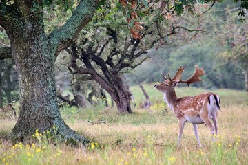 European fallow deer (Dama dama) with impressive antlers in a lush grassy meadow