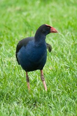 Closeup of an Australasian swamphen perched on a grassy field