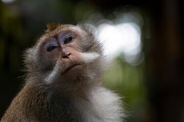 Curious monkey perched on the branch of a tree in the Monkey Forest of Ubud, Bali