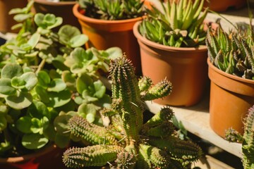 Collection of diverse plants in terracotta flowerpots, Euphorbia mammillaris with other plants.