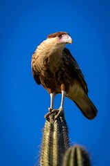 Crested caracara perched atop a tall cactus against the backdrop of a bright blue sky,