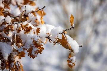 Closeup of a tree covered in dried leaves and frost in a park in winter