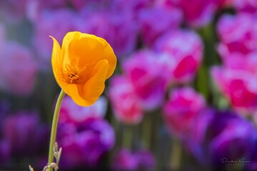 an orange flower stands out among a colorful field of purple flowers
