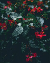 Vibrant red Begonia flower blooms on a lush green branch against a dark background