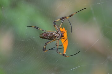 a spider with an orange chest and a yellow back on it's back