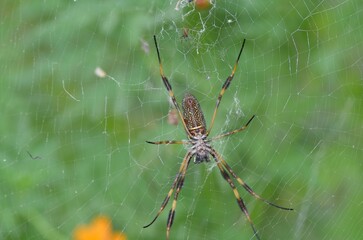 a big spider sitting on its webs on a green field