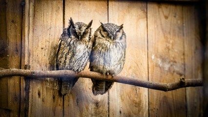 two Southern white-faced owl sitting on a tree branch