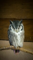 an owl is sitting on a branch in the dark room