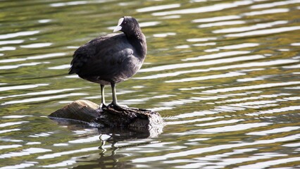 there is a black bird standing on the rock in the water