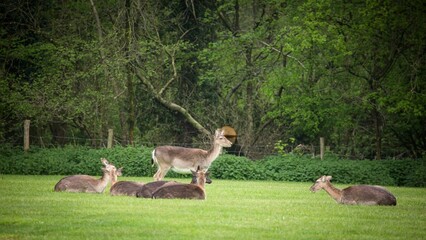 Herd of antelopes gathered in a lush green grassy field, grazing peacefully in the sun