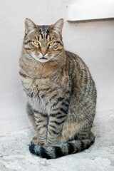 Closeup shot of a cute striped cat sitting.