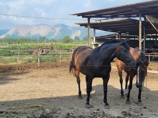 two horses are standing together in an enclosure at the farm