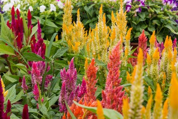 Array of vibrant celosia flowers blooming in a garden - Powered by Adobe
