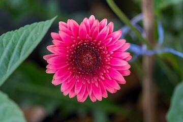 Closeup shot of a blooming bright pink gerbera daisy flower