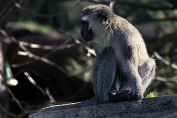 Curious Vervet Monkey perched atop a large grey boulder in a forest