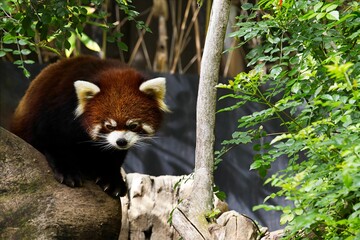 Cute red panda on the stone in a forest setting