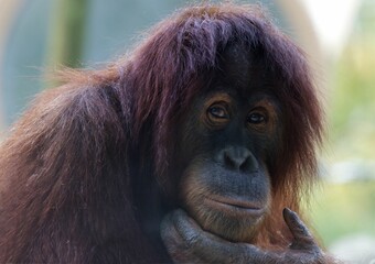 Fototapeta premium Closeup of an adult orangutan in a natural habitat