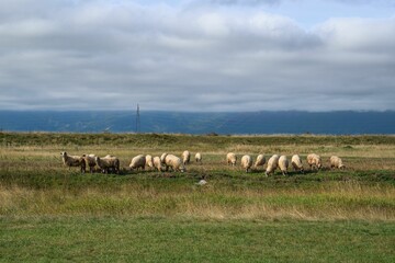 Fototapeta premium Meadow filed with a herd of sheep with beautiful hills and landscape in the background