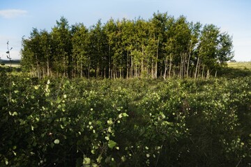 Fototapeta premium Scenic view of a bush with small flowers and a forest that can be seen in the background
