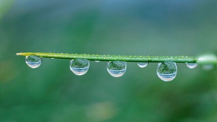Close-up image of a vibrant green Saffron with a few water droplets scattered on top