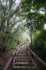 vertical shot of a wooden pathway leading up a set of stone stairs in a lush forest