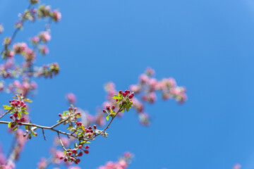 Cherry blossom buds in direct sunlight with blossoms in the background against a bright blue sky.