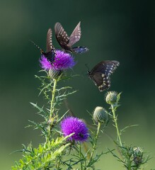 Closeup of Spicebush swallowtails perched atop a thistle plant, with lush foliage in the foreground
