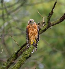 a hawk perched on top of a tree branch, with blurry background