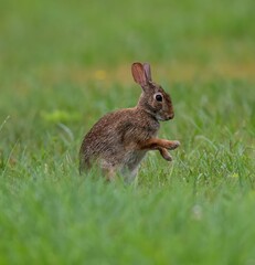Closeup of a   rabbit in a lush green with a blurry background