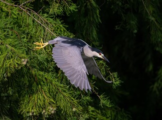 Closeup of a Black-crowned night heron in flight with a blurry background