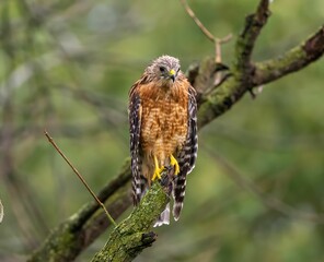 Closeup of a Hawk perched on the branch with a blurry background