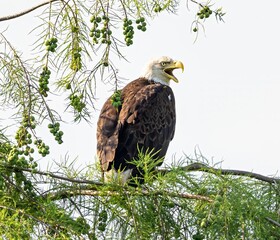 Closeup of a Bald eagle perched on the branch with a blurry background