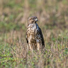 Closeup of a Red-tailed hawk perched on the branch with a blurry background