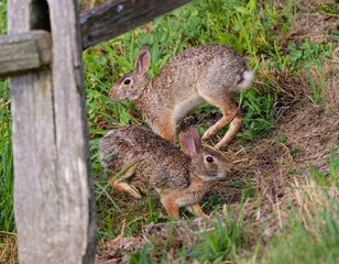 Closeup of Two white rabbits in a lush green meadow