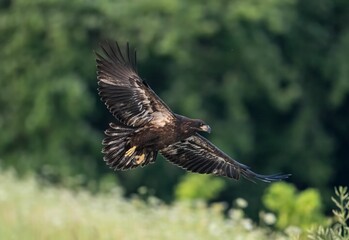 Majestic bald eagle soaring  through the sky with a blurry background