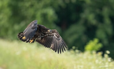 Majestic hawk  soaring in mid-air with a blurry background