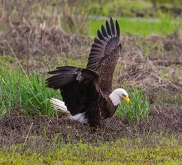 American Bald Eagle in a lush green with a blurry background