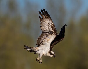 Osprey is soaring gracefully through the sky with a blurry background