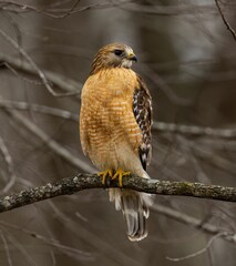 Closeup of a Hawk perched on the branch with a blurry background