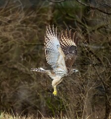 Obraz premium Closeup of a Red-tailed hawk in flight with a blurry background