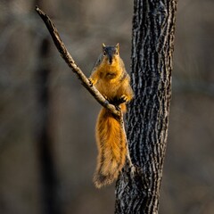 Squirrel  perched atop a thin tree branch while gazing upward in curiosity