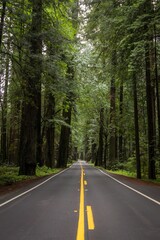 Avenue of Giants road that weaves between the massive coastal redwood trees of northern California